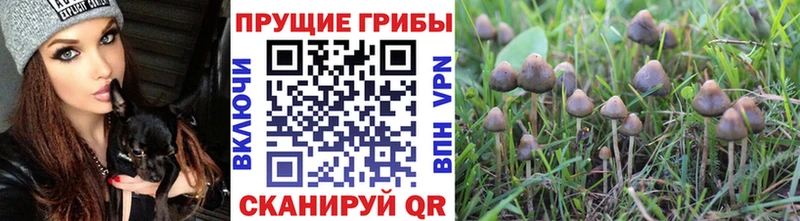 где купить наркотик  Суджа  Галлюциногенные грибы Psilocybine cubensis 